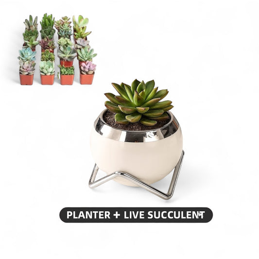 Ceramic Desk Planter with Live Succulent